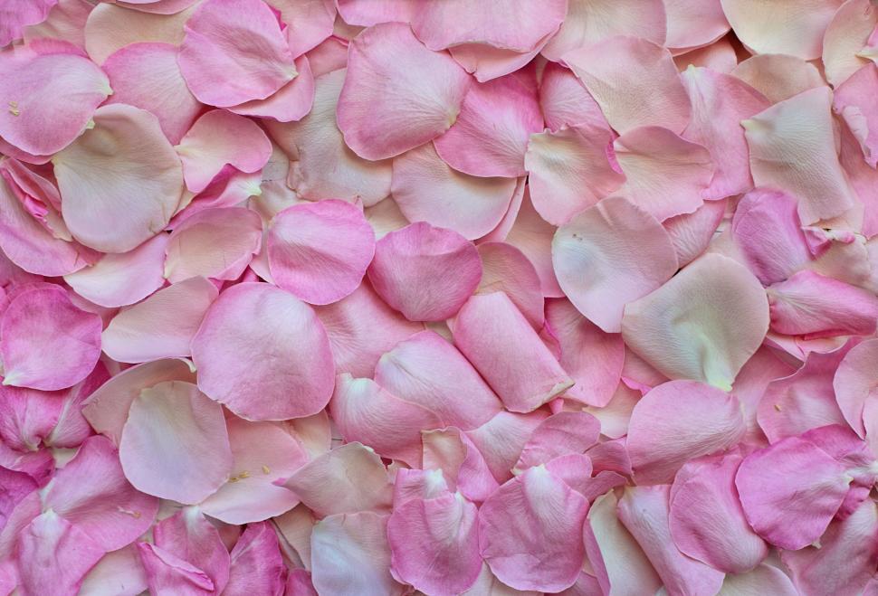 Free Image of Pink Flower Petals  