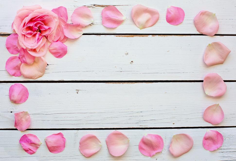 Free Image of Pink Flower Petals - Frame  