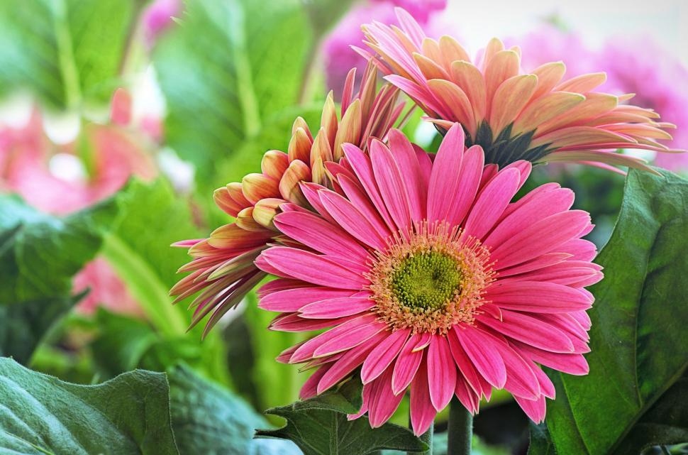Free Image of Pink Daisy Flowers  