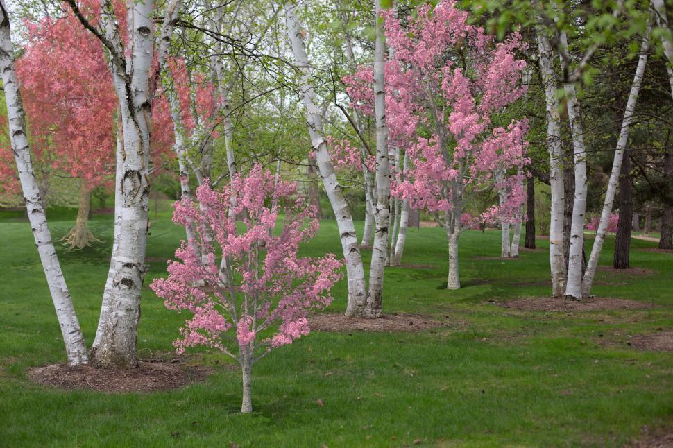 Free Image of Pink Flower Trees and Green Grass  