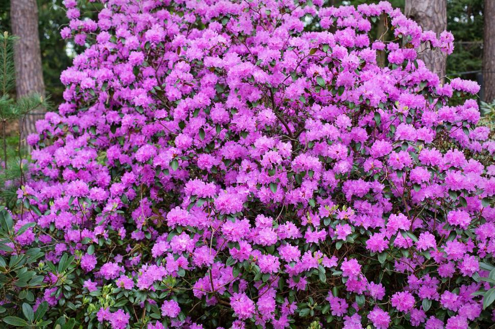 Free Image of Purple Flower Bush  