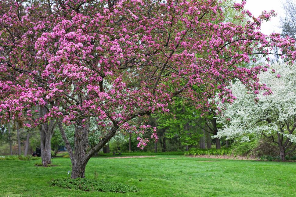 Free Image of Pink Flower Trees in the park  