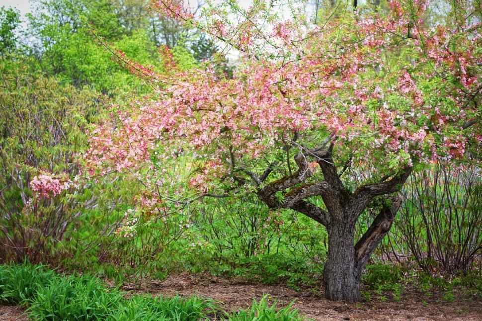 Free Image of Tree with Pink Flowers  