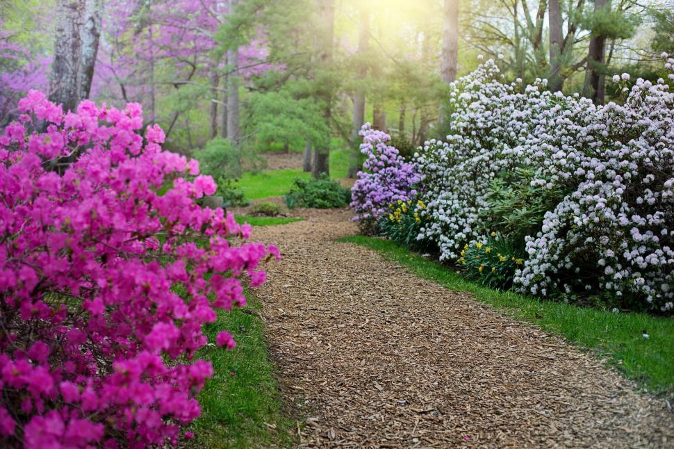 Free Image of Rhododendron Flowers in Garden  