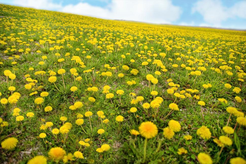 Free Image of Yellow Dandelions Flower Field  