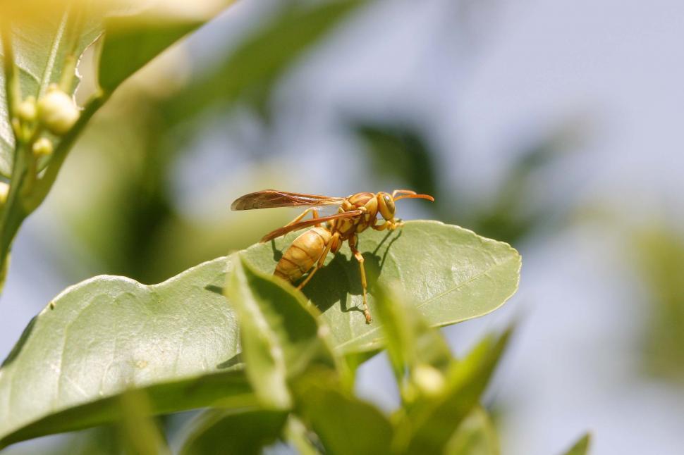 Free Image of Pale wasp on a green leaf 