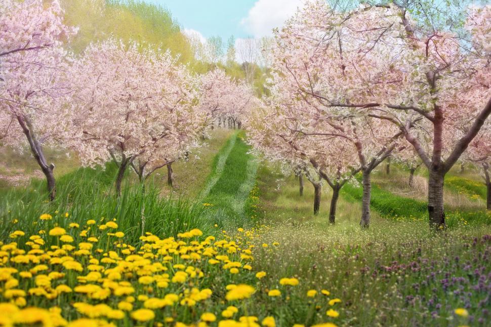 Free Image of Blooming Cherry Flower Trees  