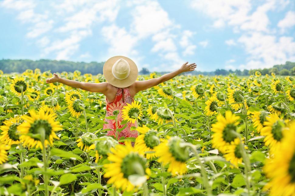 Free Image of Back View of Woman in Sunflower Field  