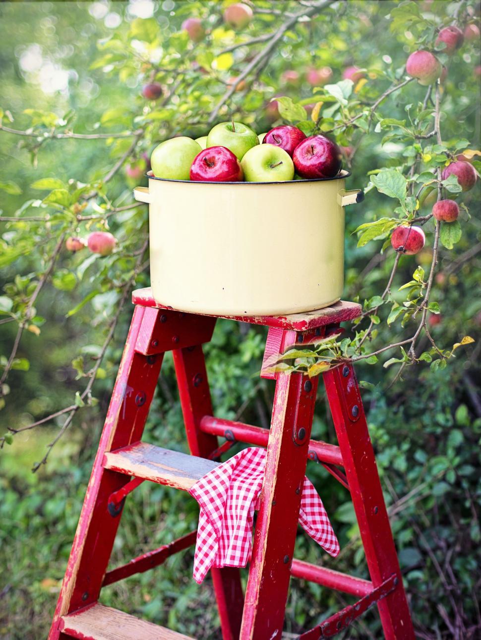 Free Image of Bucket of Apples  
