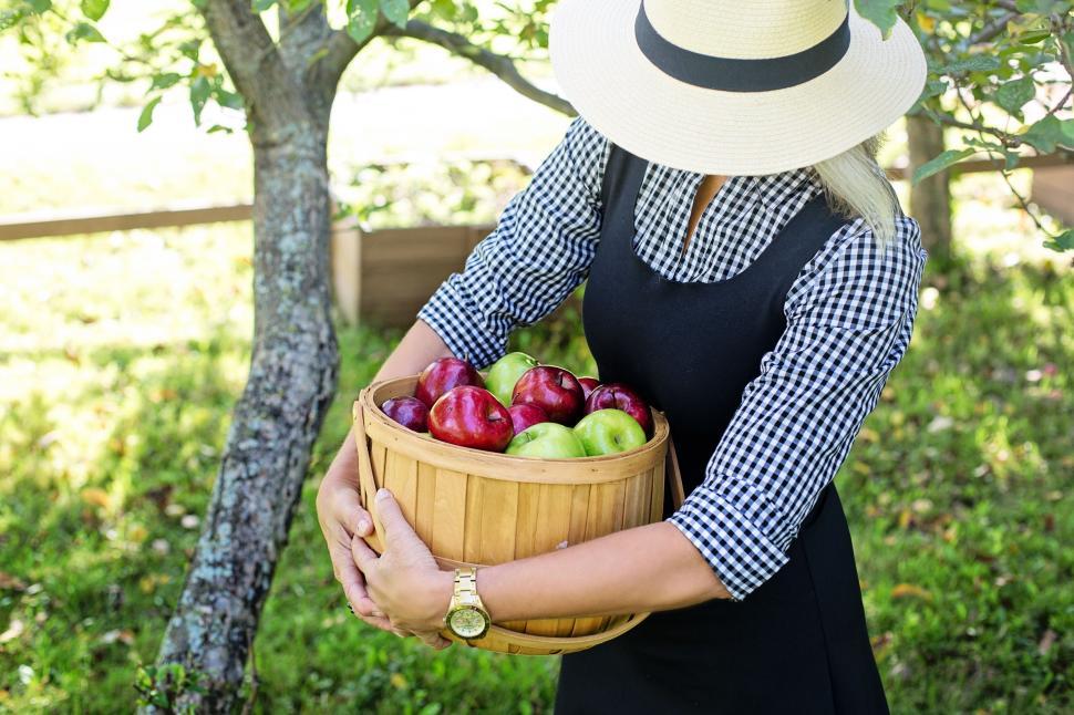 Free Image of Woman in hat with basket of apples - looking down  