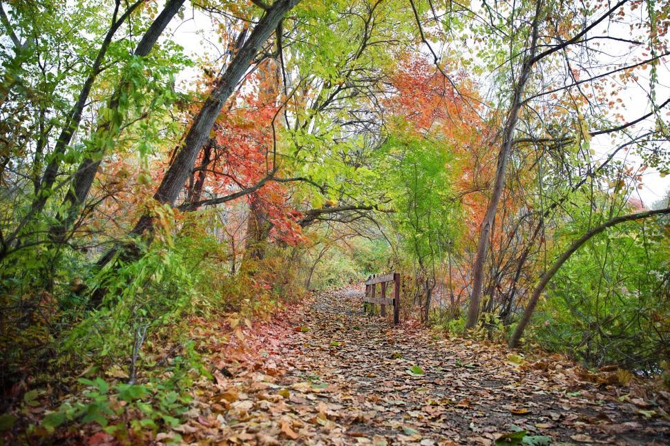 Free Image of Pathway and Autumn Leaves  
