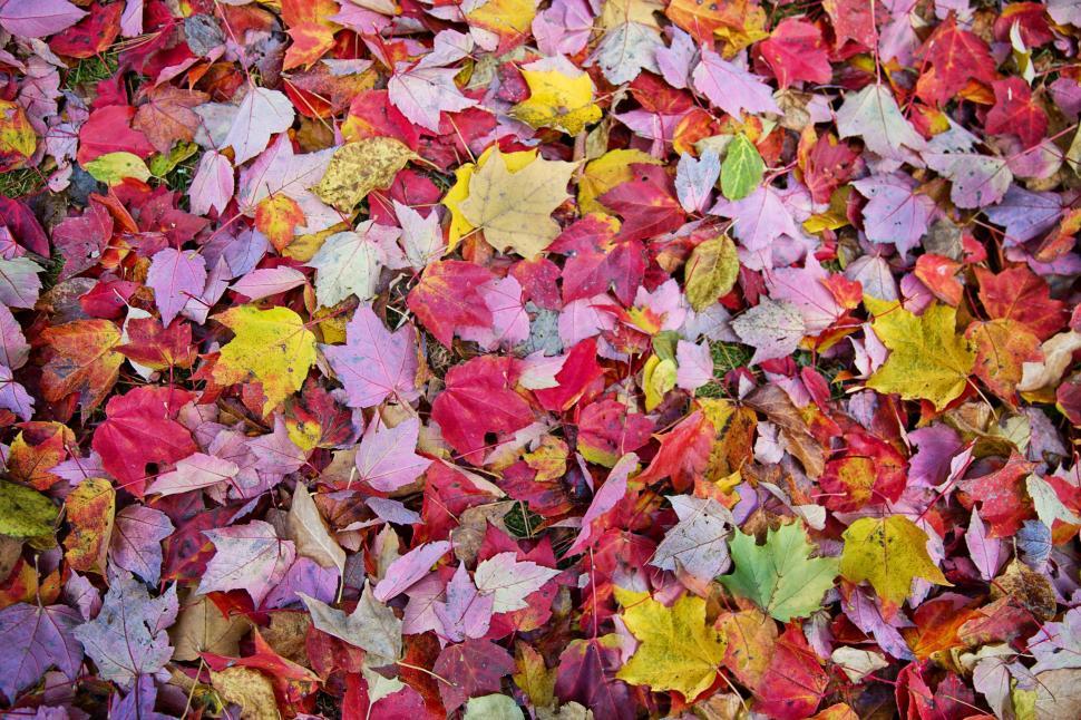 Free Image of Autumn Leaves - Background  