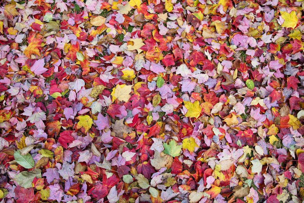 Free Image of Colorful Autumn Leaves  