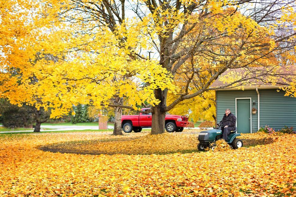 Free Image of Cleaning of Yellow Autumn Leaves  