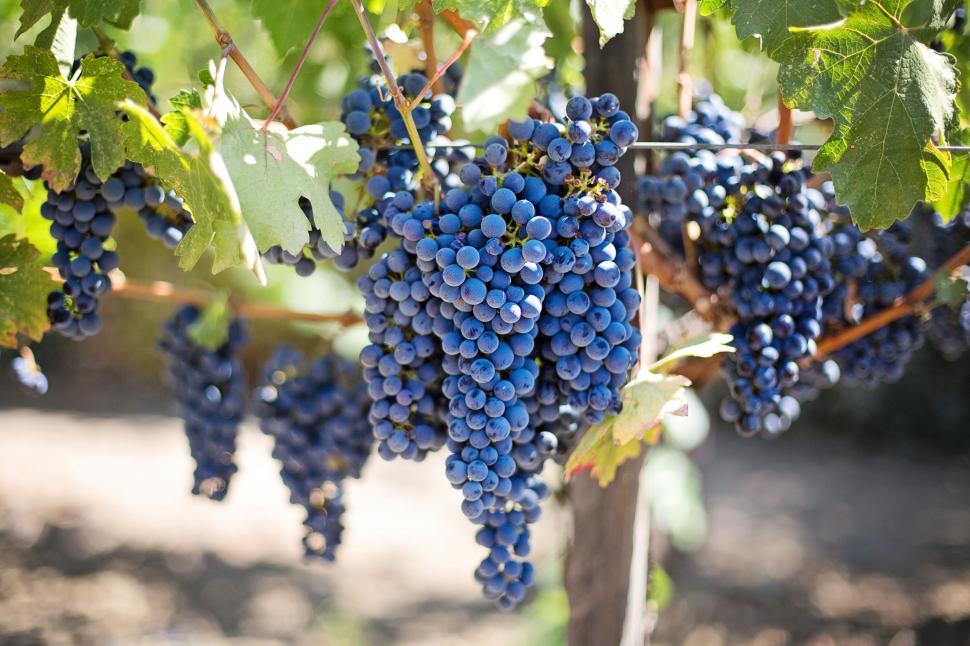 Free Image of Grapes Growing on Tree  