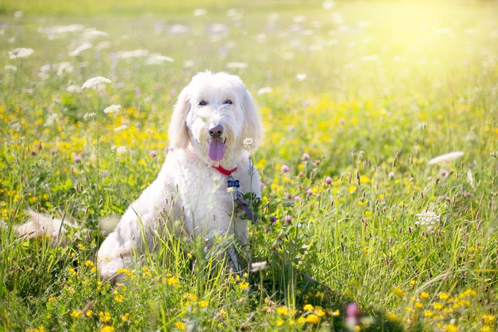 Free Image of White Poodle dog - Looking at camera 4 