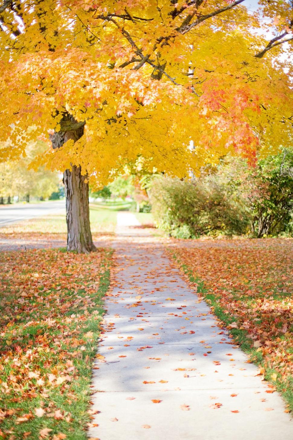 Free Image of Autumn Leaves and Walkway 