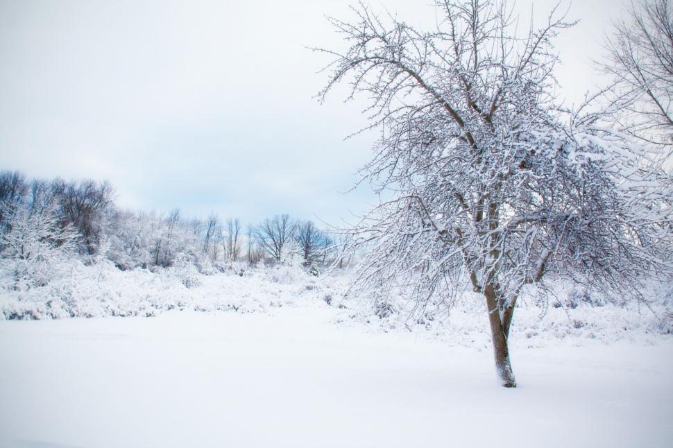 Free Image of Snowy trees 