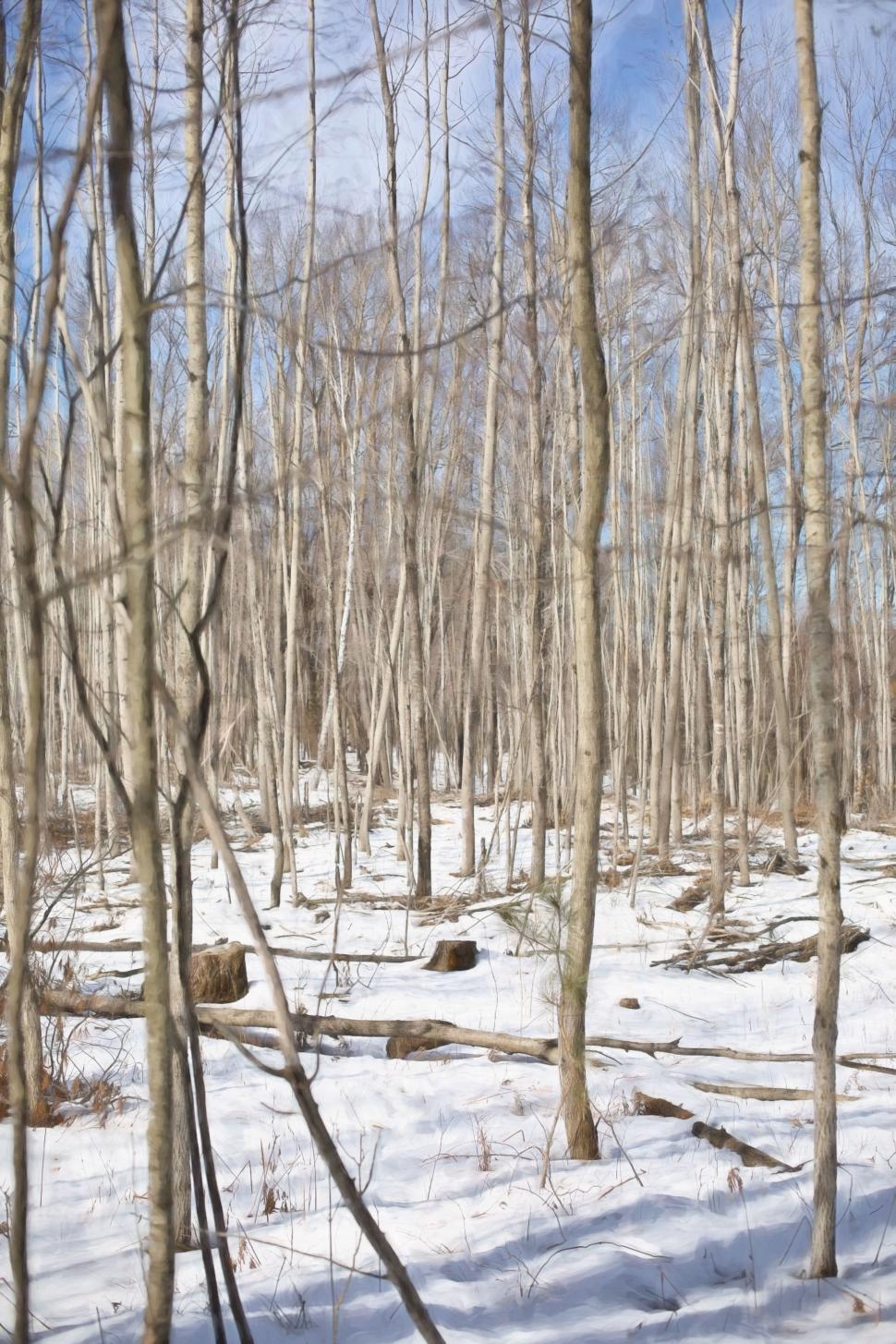 Free Image of Birch Trees in Winter  