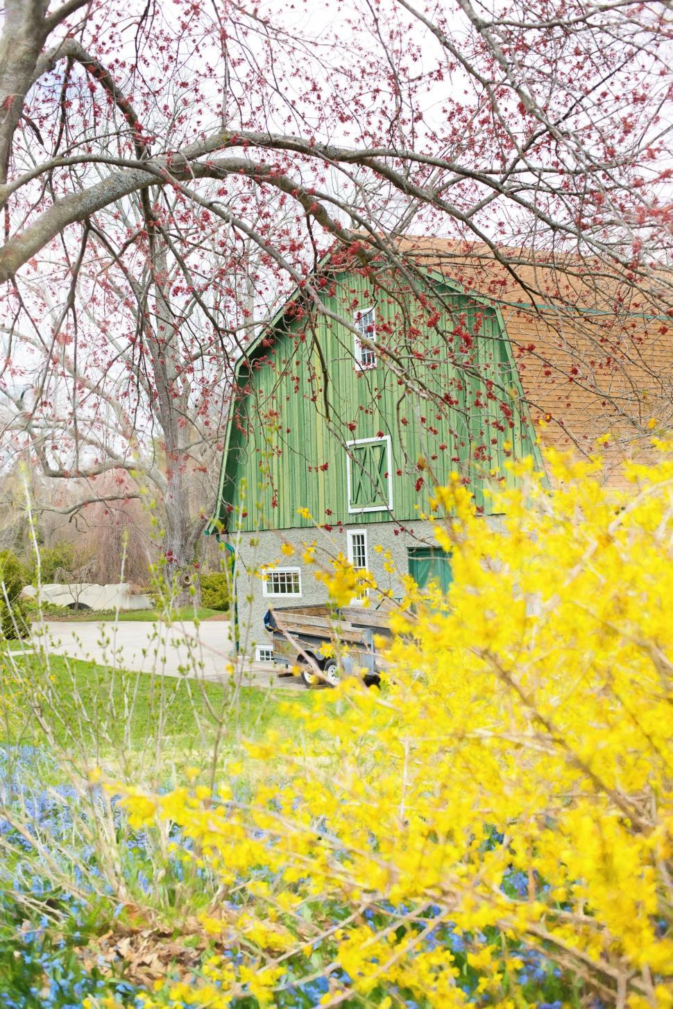 Free Image of Forsythia flowers and Barn  