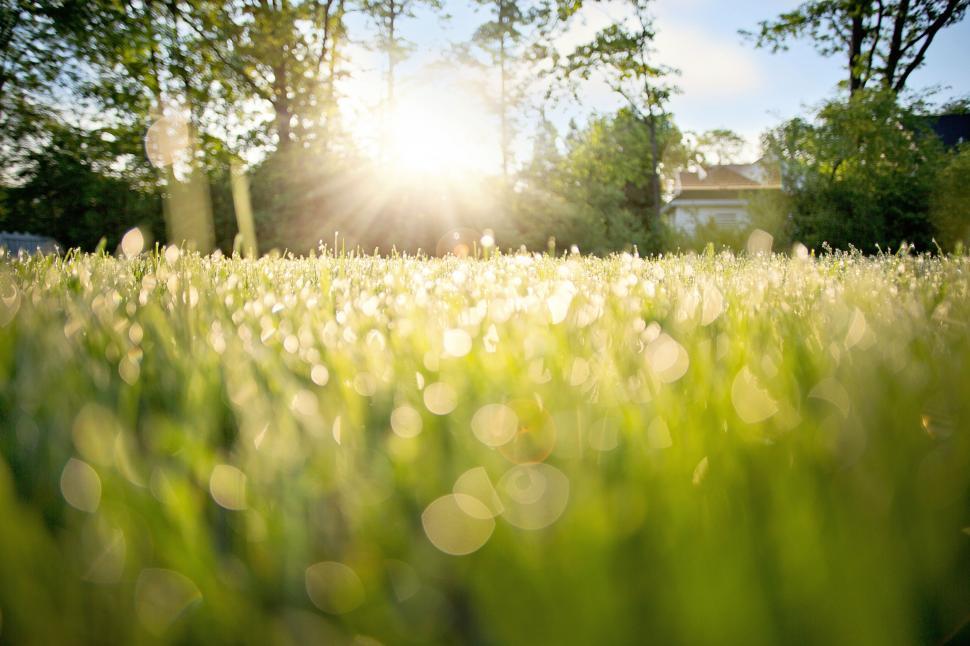 Free Image of Dew of Grass with Sunlight 
