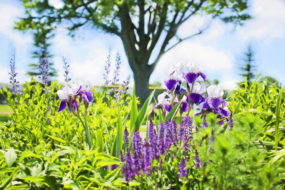 Free Image of Irises Flowers  