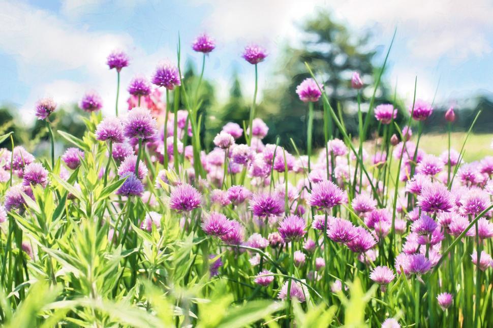 Free Image of Chives flowers 