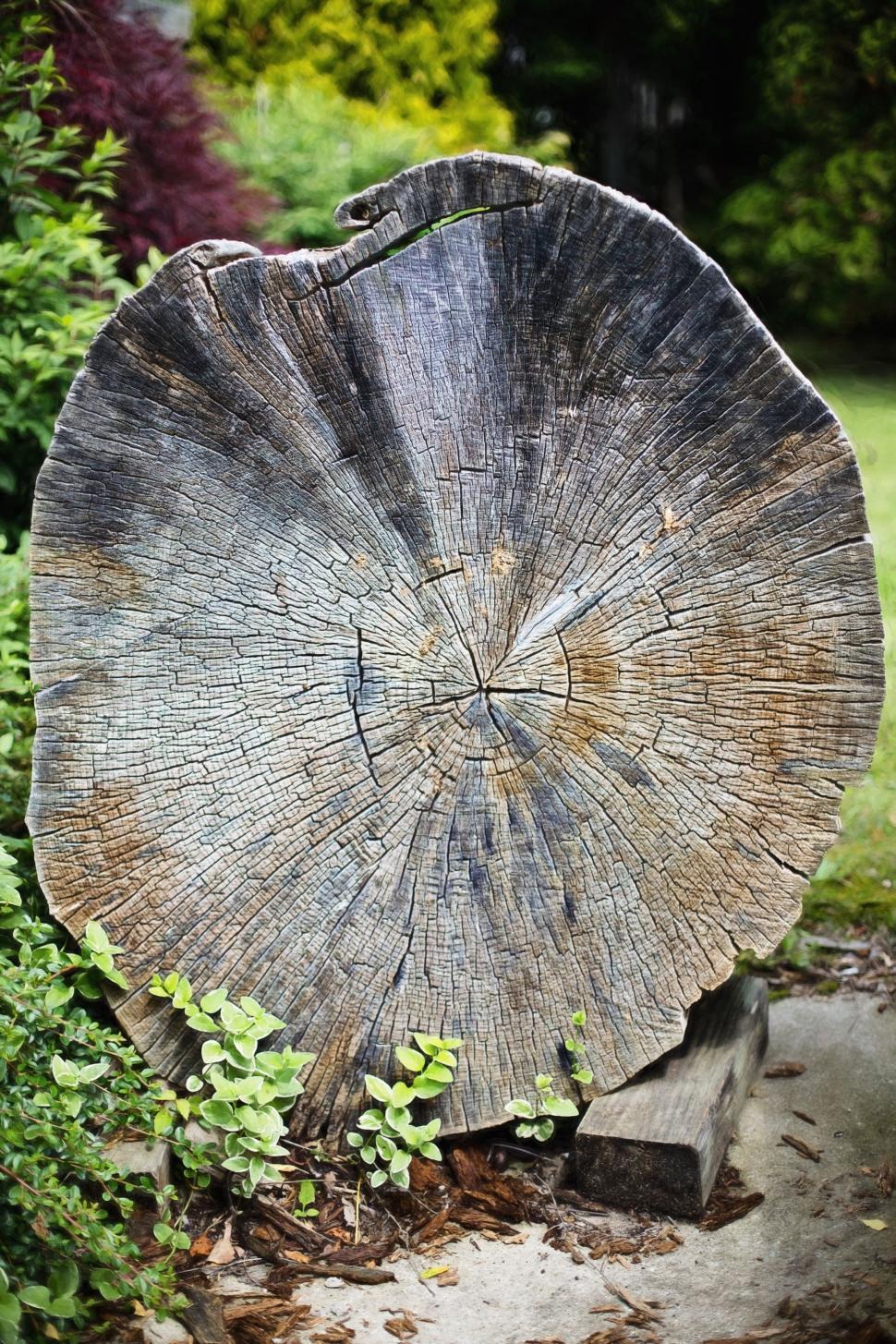 Free Image of Tree Stump  