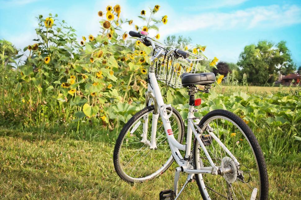 Free Image of Bicycle and Flowers 