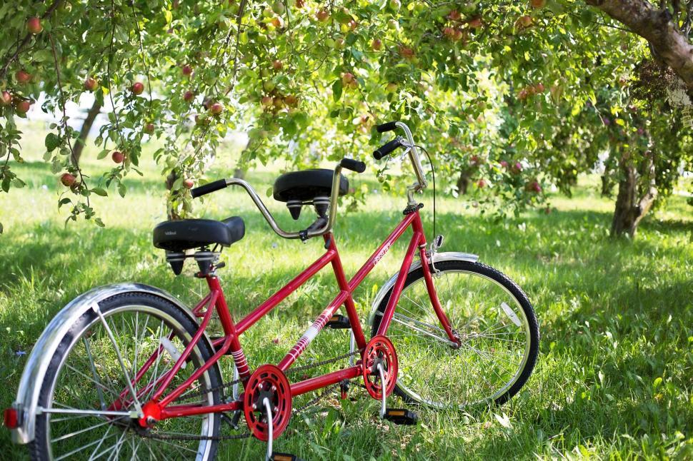 Free Image of Tandem bike and apple orchard 
