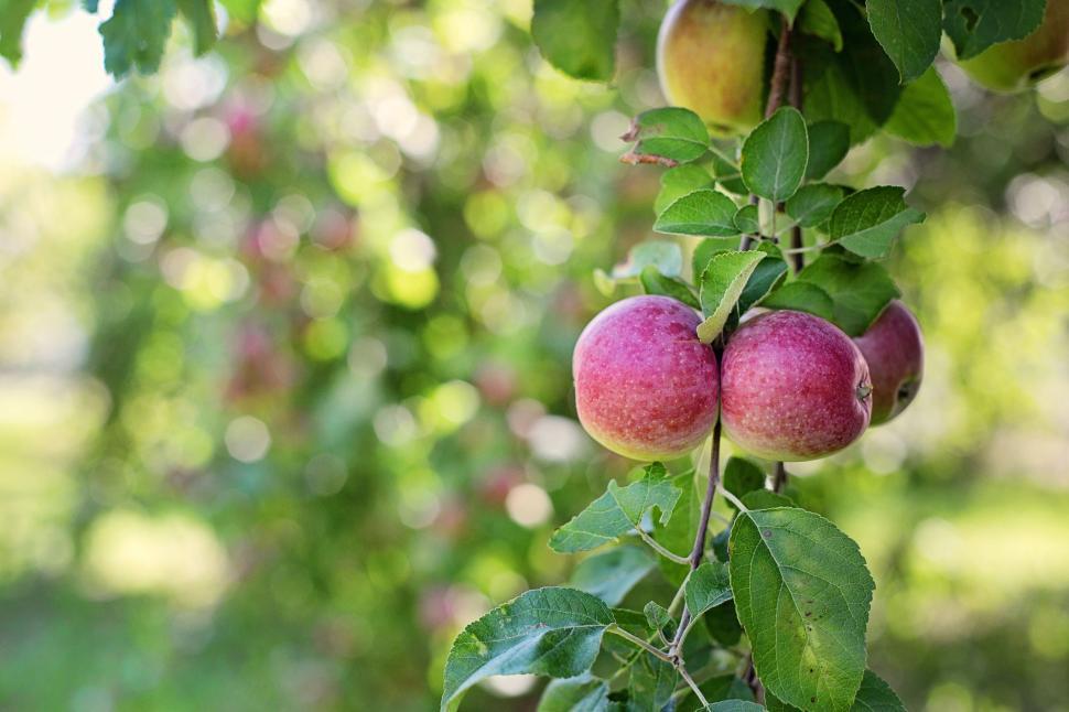 Free Image of Apples on tree  