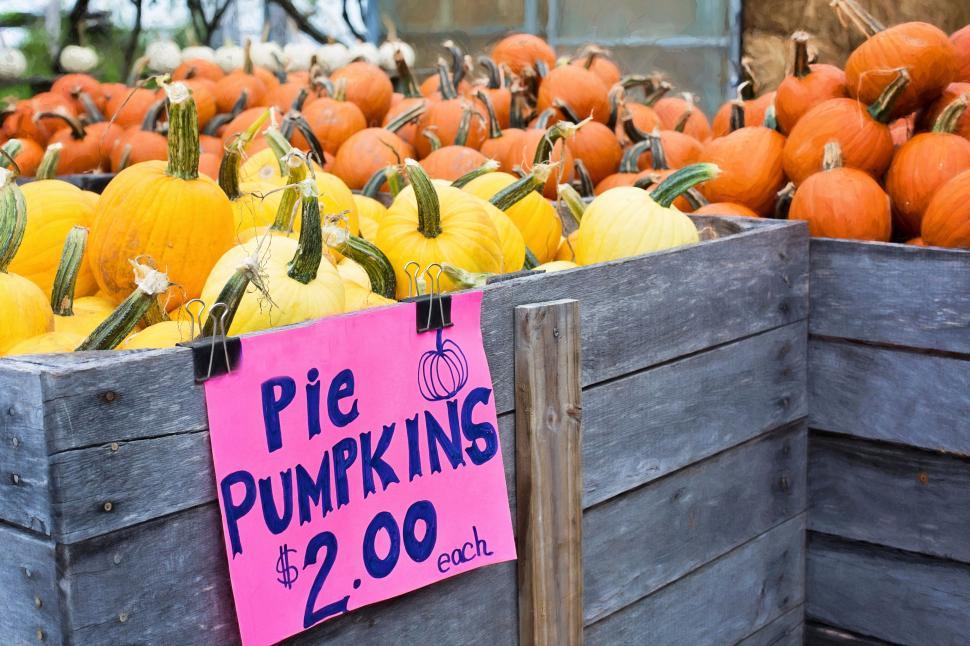 Free Image of Pumpkins for sale with price tag  