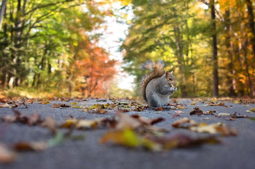 Free Image of Squirrel and autumn leaves 