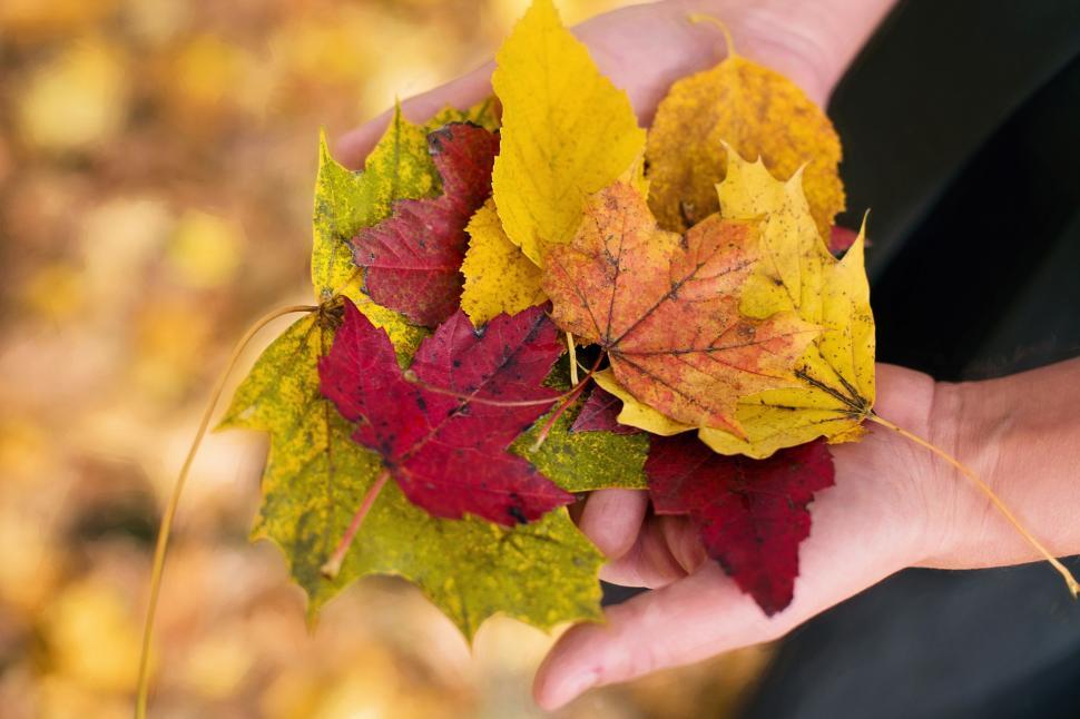 Free Image of Autumn Leaves in hands  