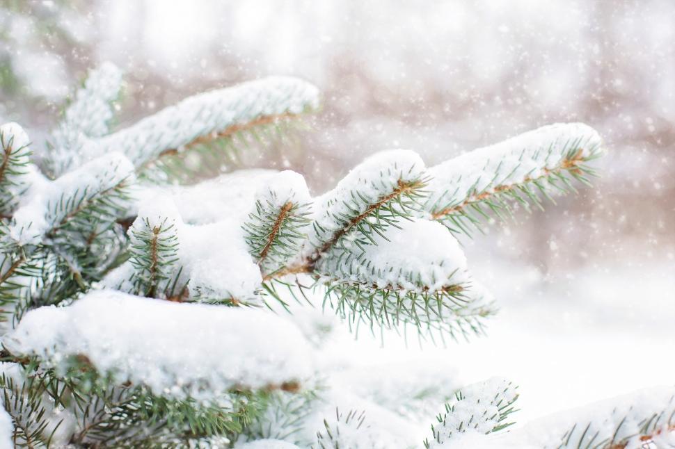 Free Image of Snow Covered Pine Tree 
