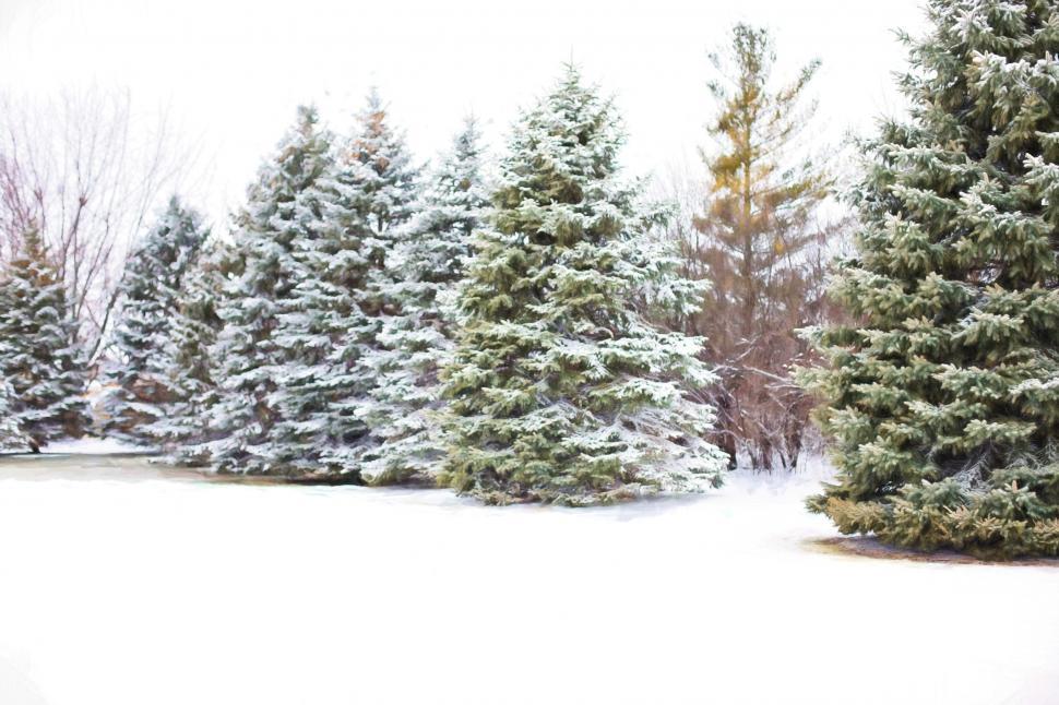 Free Image of Pine Trees and Snow  