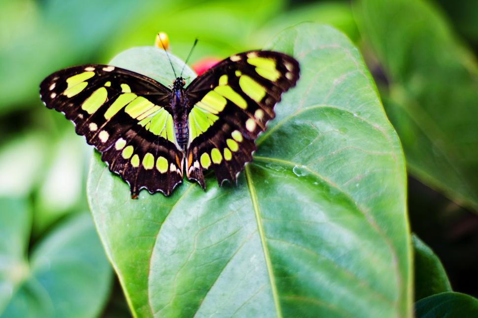 Free Image of Butterfly on leaf 