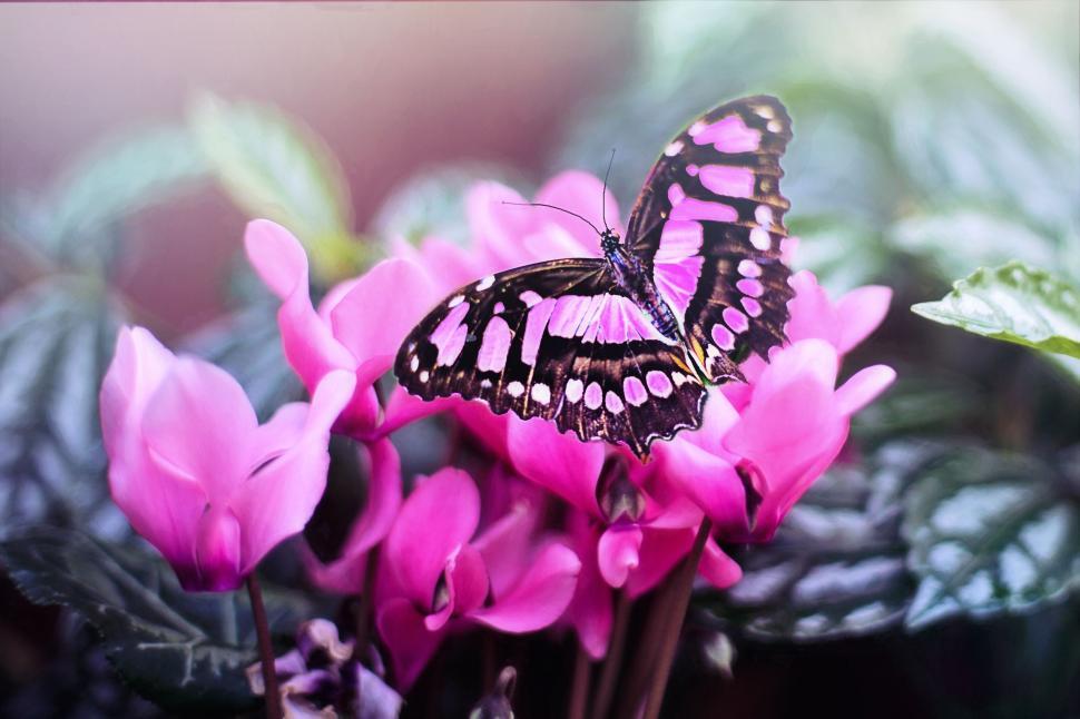 Free Image of Butterfly on pink flower 
