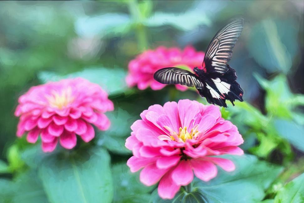 Free Image of Butterfly and pink flowers 