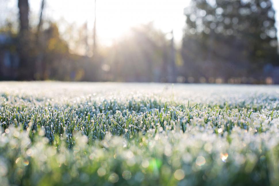 Free Image of Frosty green grass and Sunlight 