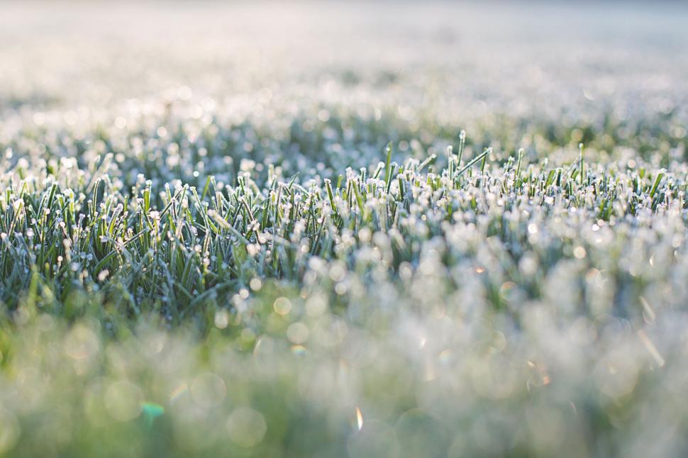 Free Image of Frost on grass 