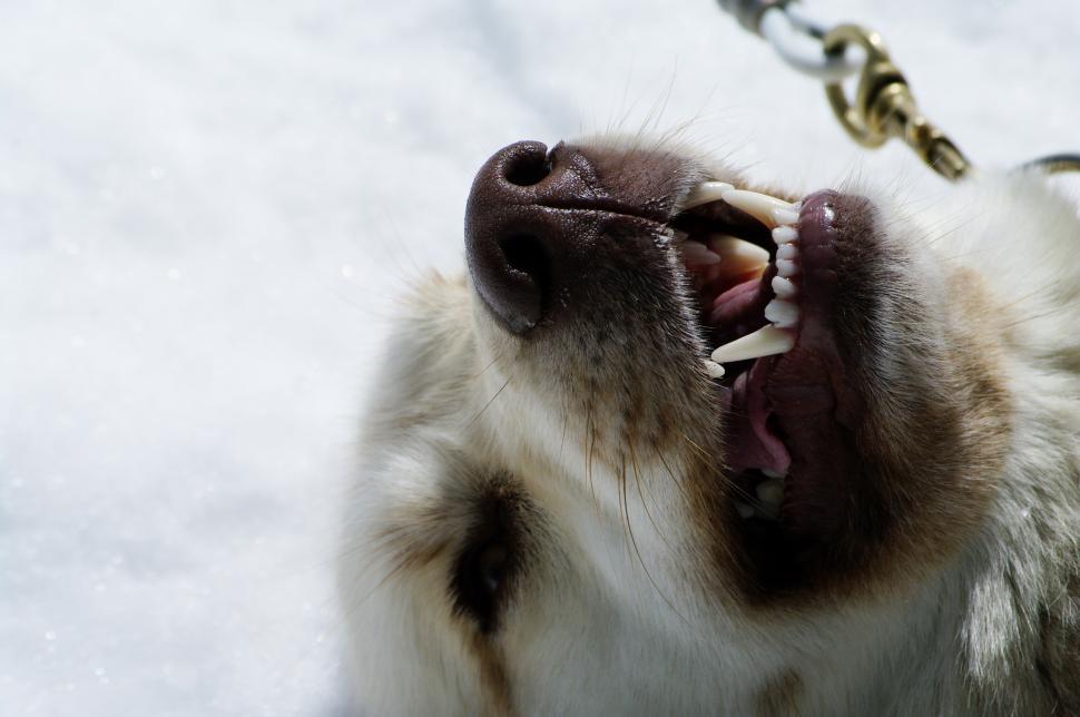 Free Image of Startling Monkey With Mouth Open on Chain 