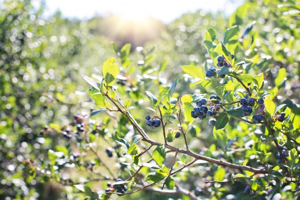 Free Image of Blueberries on tree 