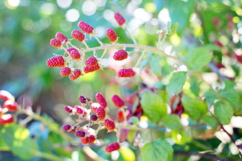 Free Image of Raspberry bush 