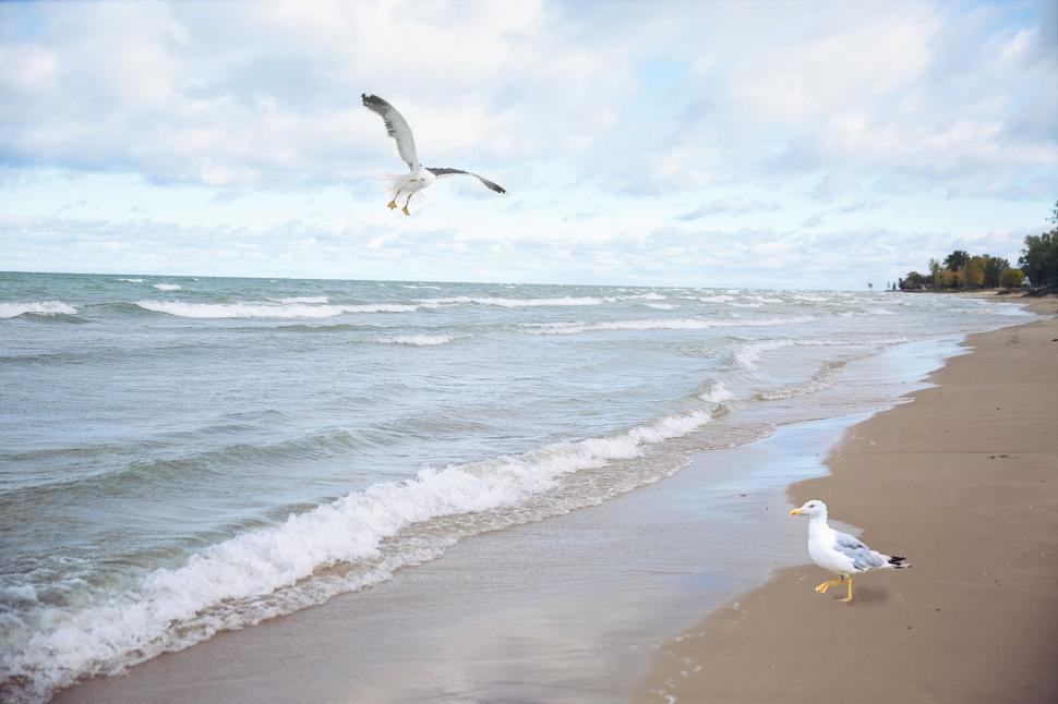 Free Image of Seagulls and Ocean  