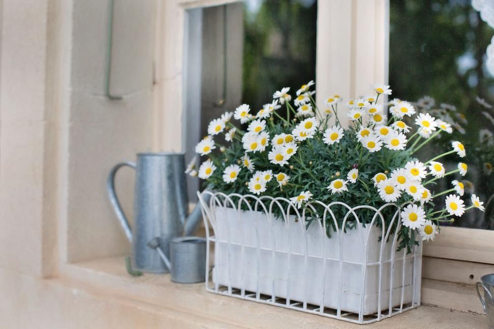 Free Image of Flower box and Window  