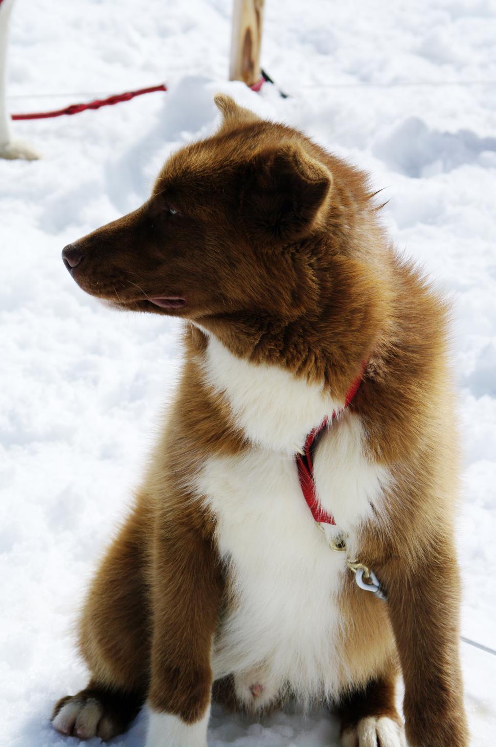 Free Image of Brown and White Dog Sitting in the Snow 