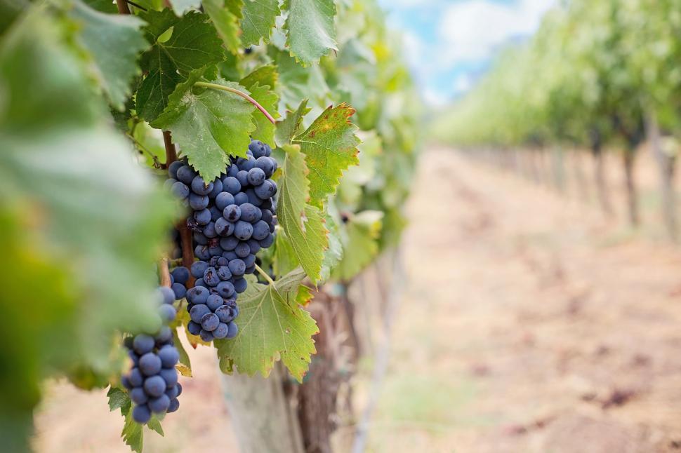 Free Image of Purple Grapes and Vineyard 