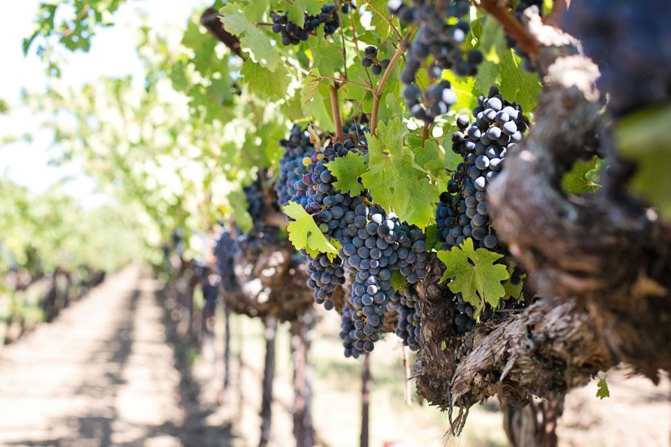Free Image of Cluster of Grapes 