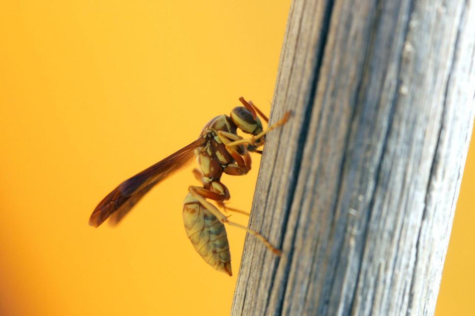 Free Image of Wasp 